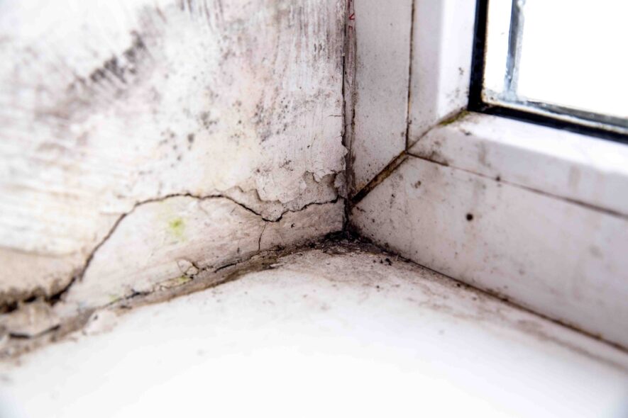 Basement Mold Risk During Indiana’s Humid Summers: What Homeowners Miss