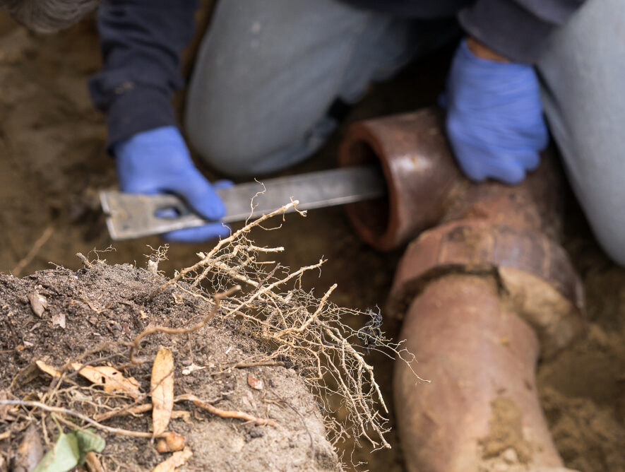 Tree Roots in Your Sewer Line: Why No-Dig Repair Beats Digging Up the Yard